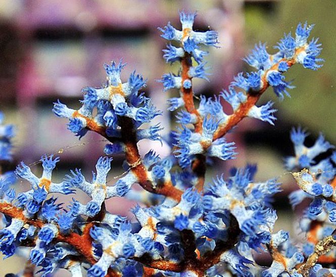 Hovedbilde Acalycigorgia spp. medum 