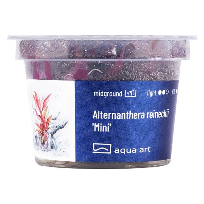 Hovedbilde Aqua Art Invitro Alternanthera reineckii 'Mini'