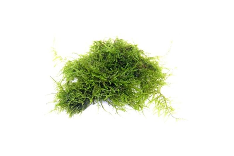 Triangle moss,Vesicularia  sp Thai (sjelden)