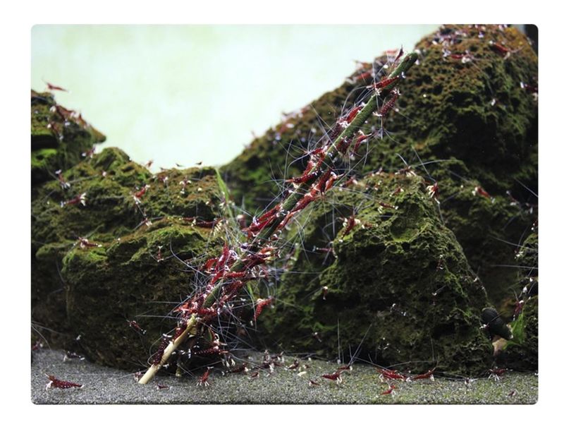 GlasGarten Shrimp Lollies 4 in 1 Power Vegetable 8 pcs.