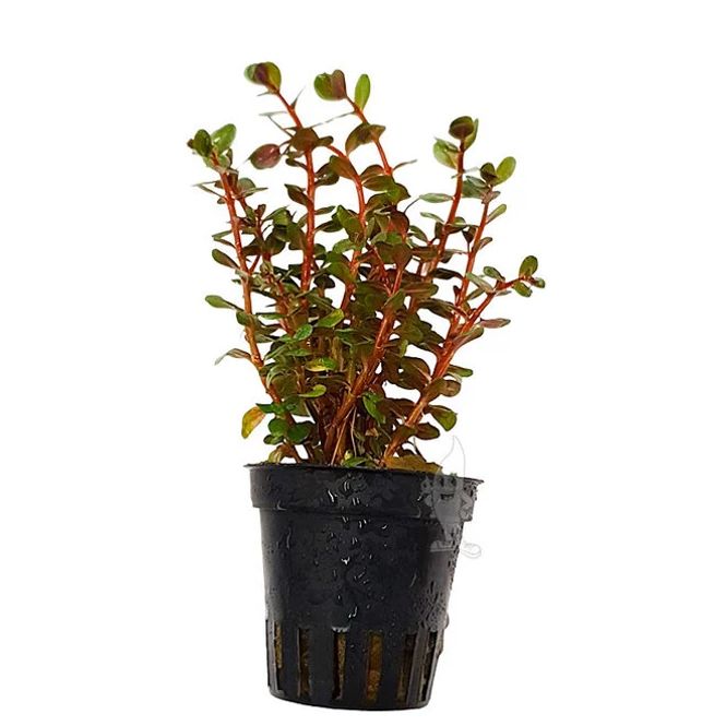 Hovedbilde Rotala sp Blood Red  Akvarieplante