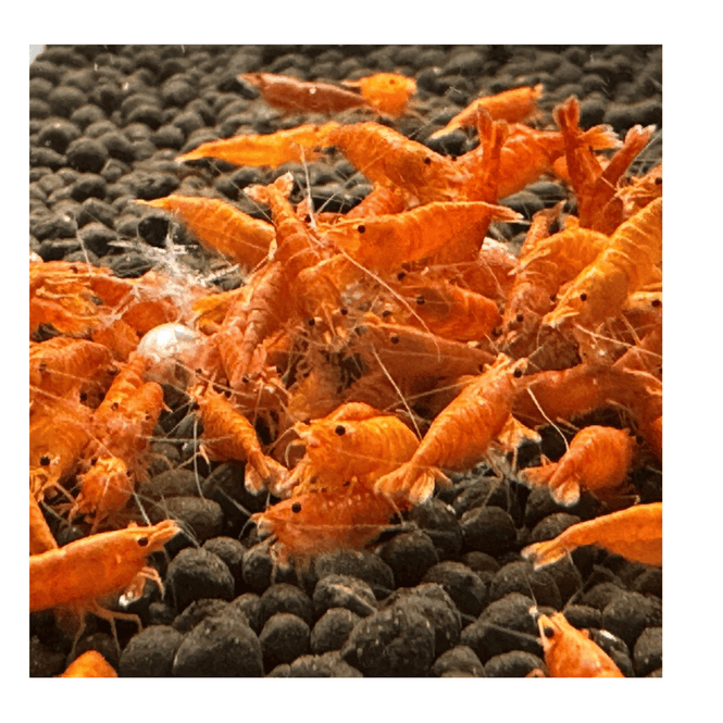 Hovedbilde Neocaridina davidi Yellow Sunkist Reker