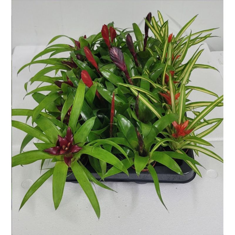 Bromelia mix 