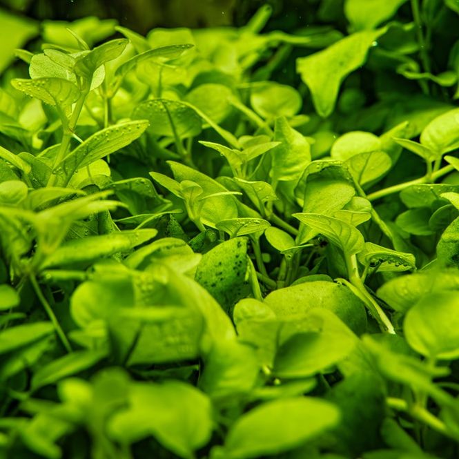 Hovedbilde Hygrophila serpyllum 1-2 Grow Invitro