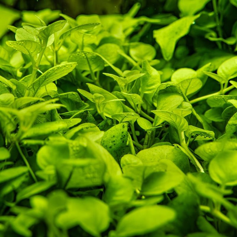 Hygrophila serpyllum 1-2 Grow Invitro