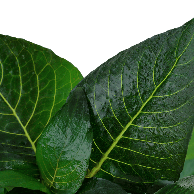 Hovedbilde Nomaphila 