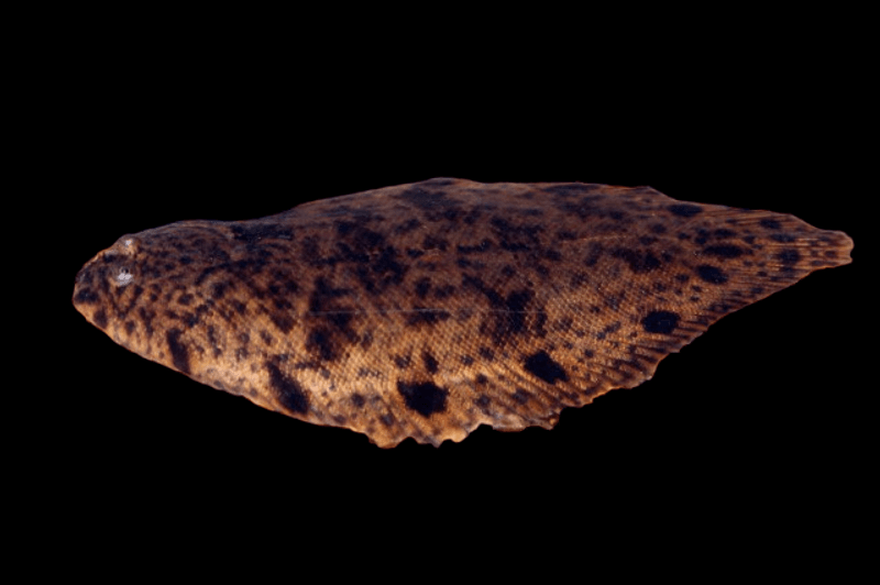 Papuan Ferskvanns Flyndre Brachirus villosus