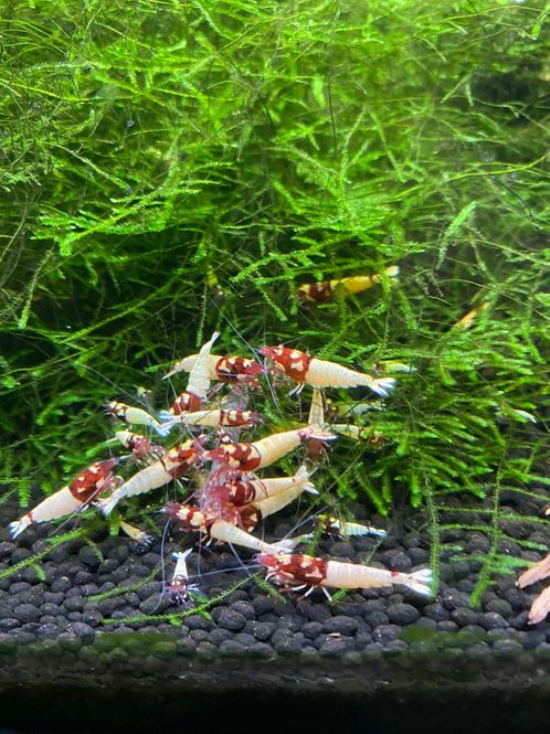 Hovedbilde Caridina Red Spotted Pinto 