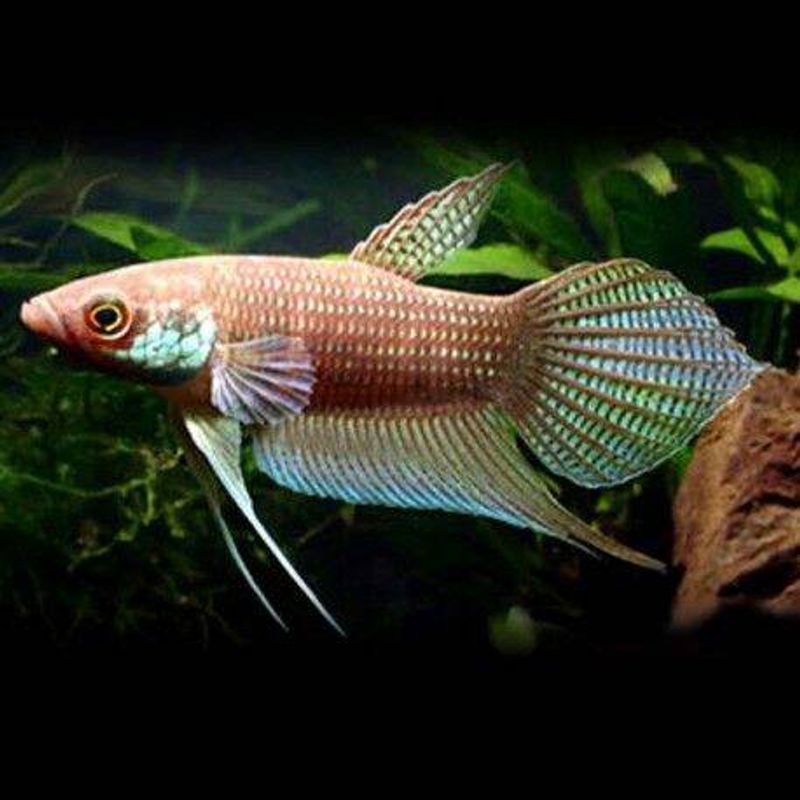 Betta Pugnax 7-8cm