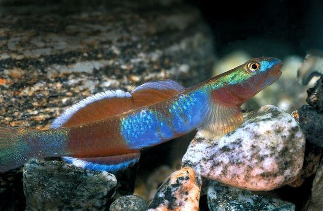 Hovedbilde Lentipes multiradiatus 