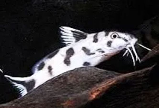 Hovedbilde Synodontis Polli White