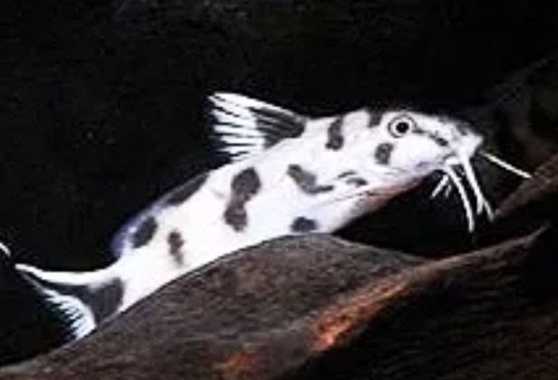 Synodontis Polli White
