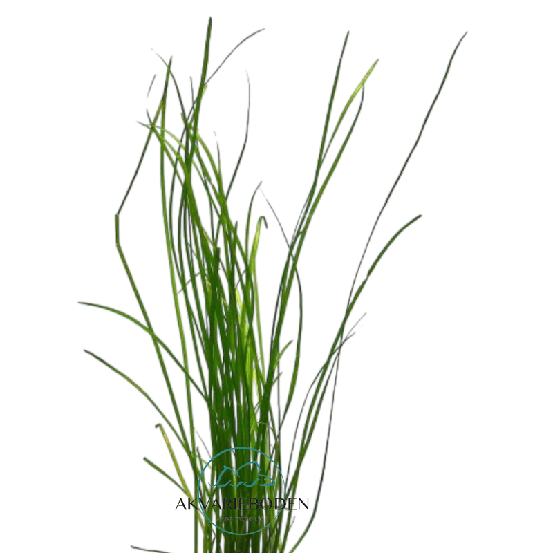 Vallisneria Nana 