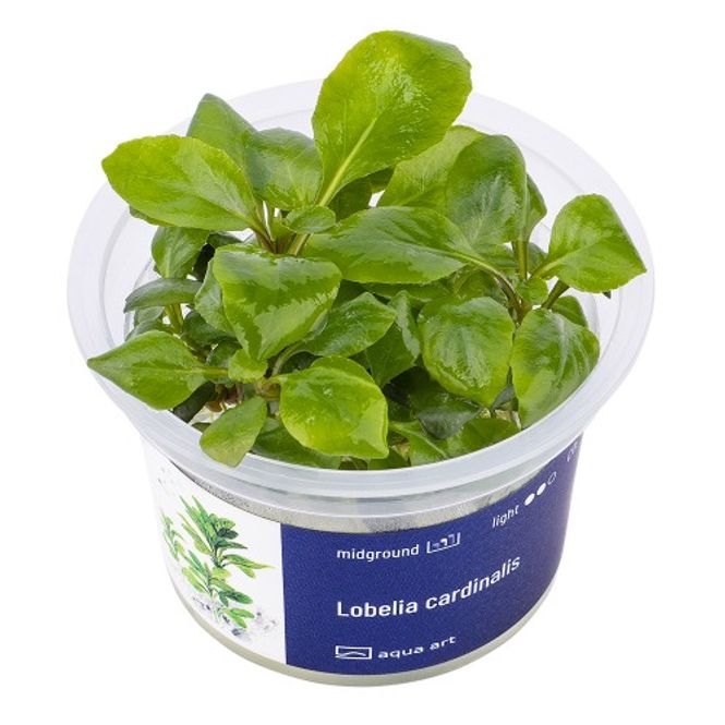 Hovedbilde Aqua-Art Invitro Lobelia cardinalis