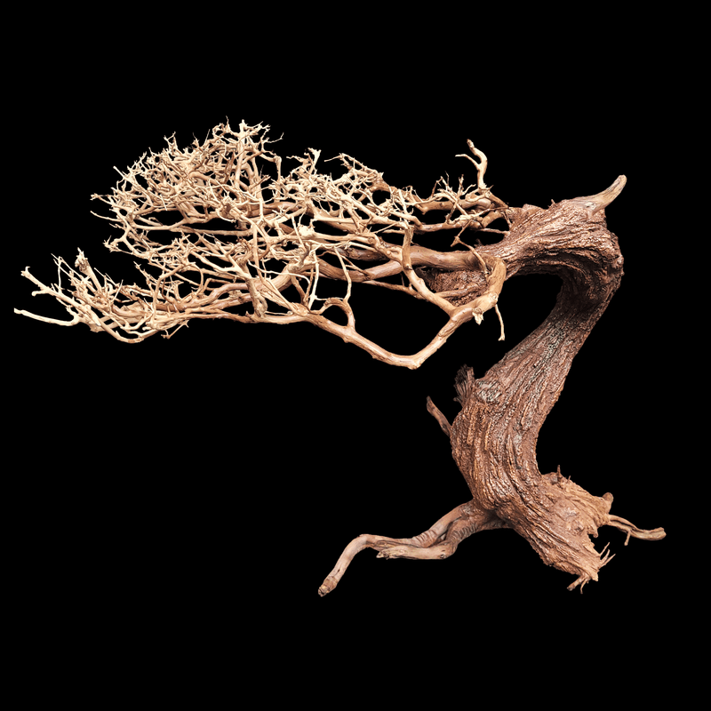 Wio Bonsai Arboretum S  L:20-30/H:15-20cm