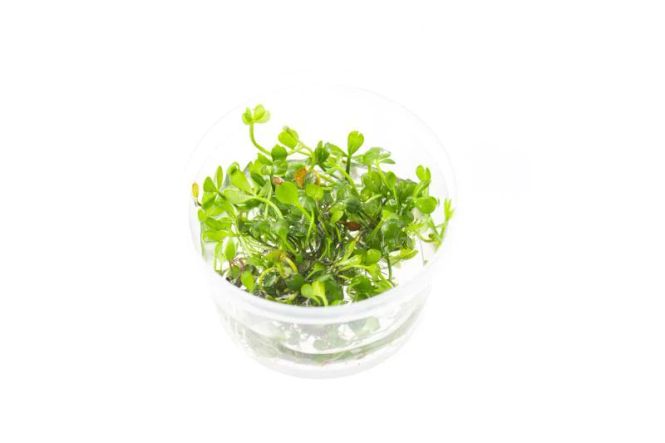 Hovedbilde Marsilea Hirsuta Invitro 