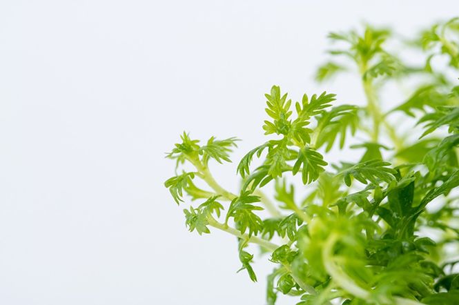 Hovedbilde Hottonia palustris 1-2 Grow