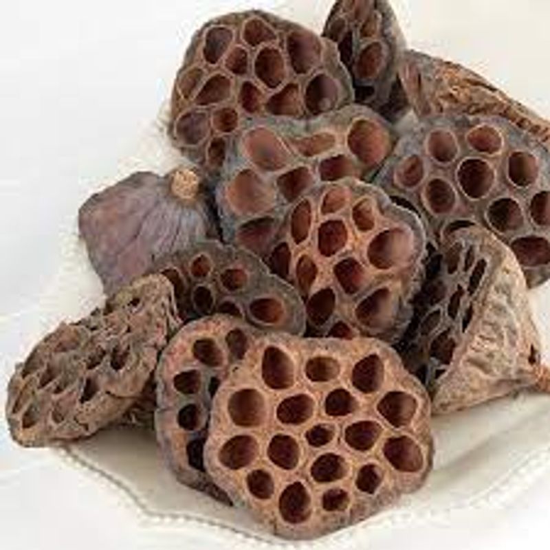 Lotus pods 1pk