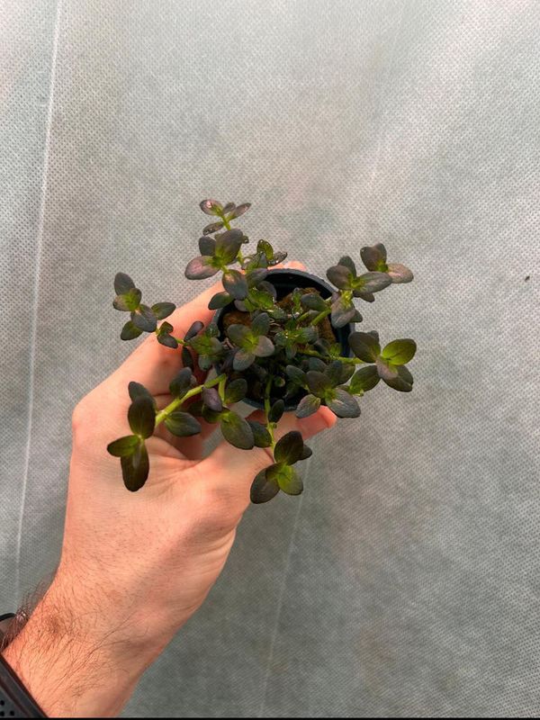Bacopa salzmannii 