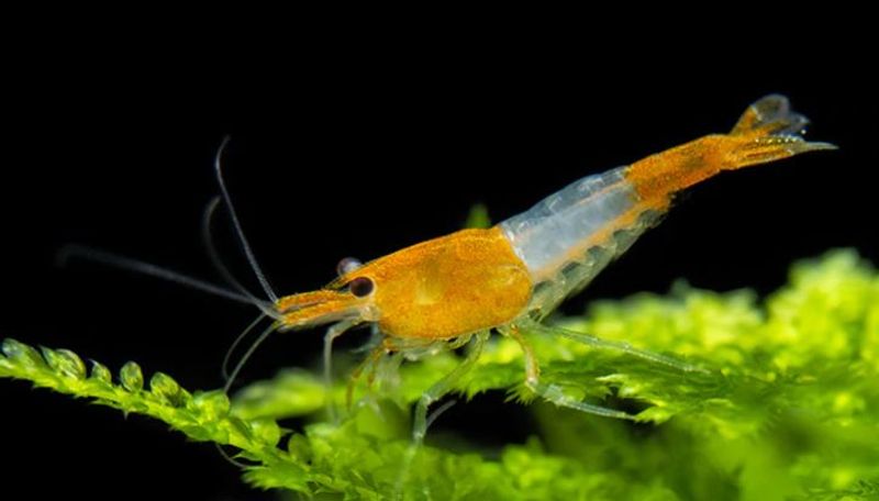 Neocaridina davidi Orange Rili Reker