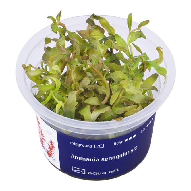 Hovedbilde Aqua Art Invitro Ammania senegalensis