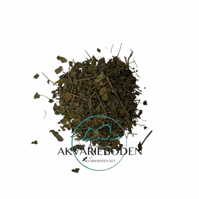 Hovedbilde Moringa Oleifera Blader 10g