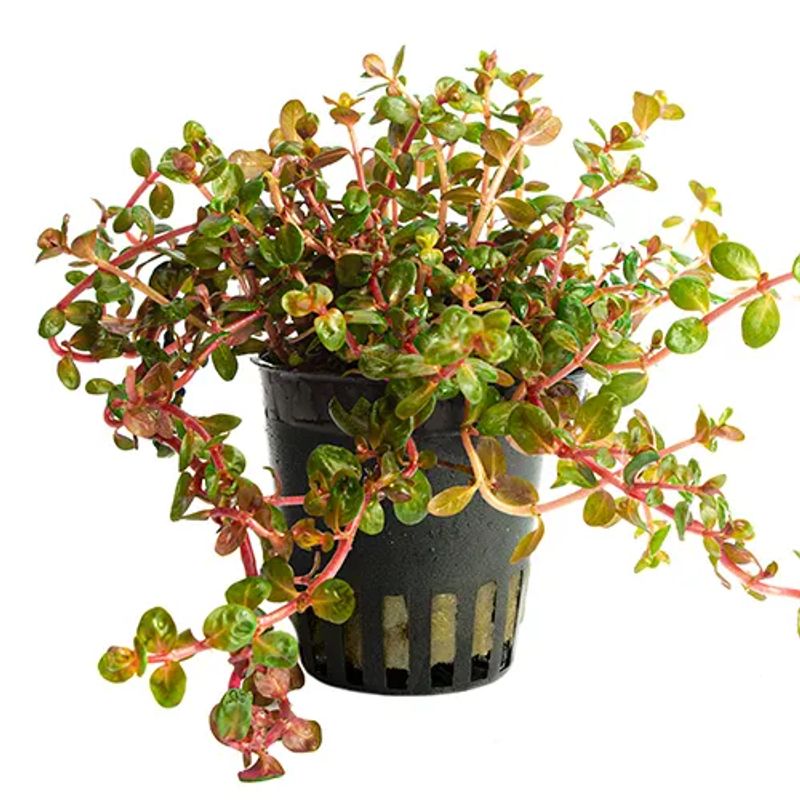 Rotala Yao Yai potte