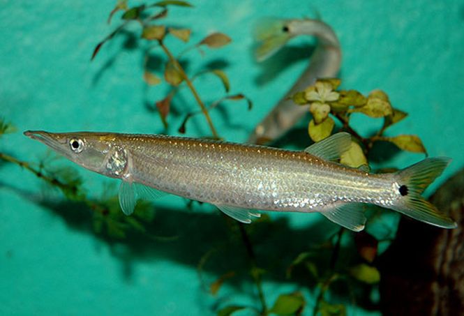 Hovedbilde Ctenolucius hujeta 10-12cm 