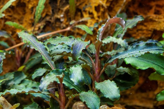 Hovedbilde Bucephalandra 'Kedagang' 1-2 Grow