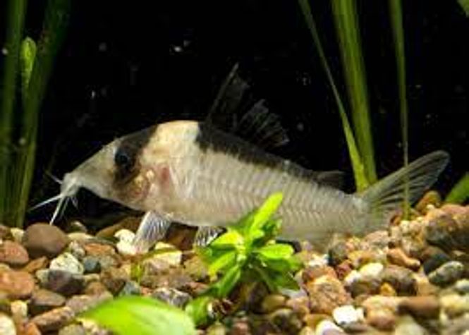 Hovedbilde Corydoras Imitator Show size