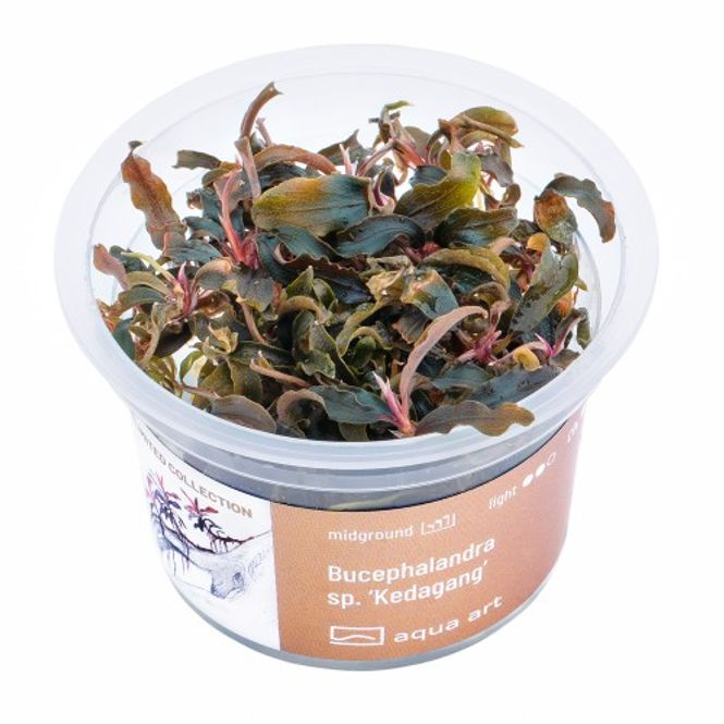 Hovedbilde Aqua-Art Invitro Bucephalandra sp. Kedagang