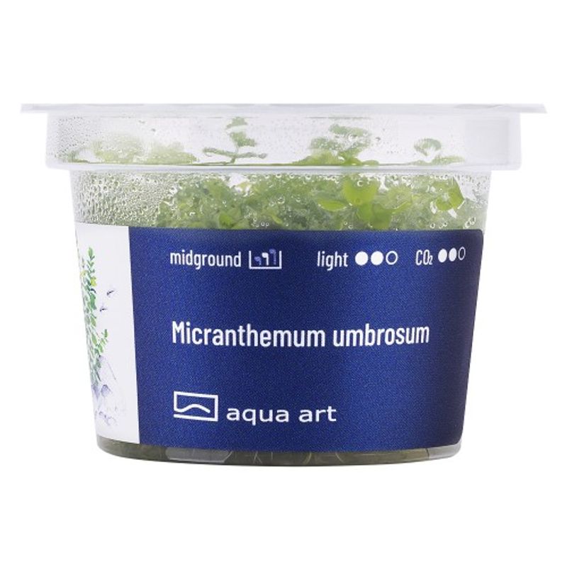 Aqua-Art Invitro Micranthemum umbrosum