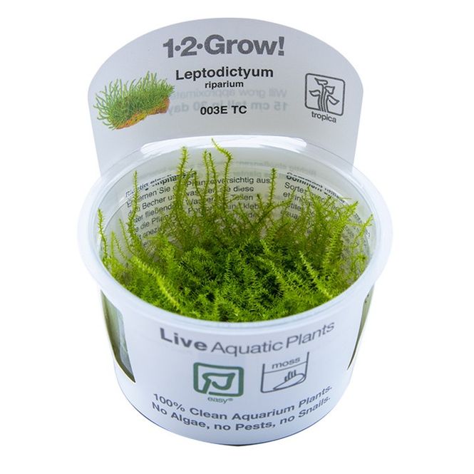Hovedbilde Leptodictyum riparium 1-2Grow