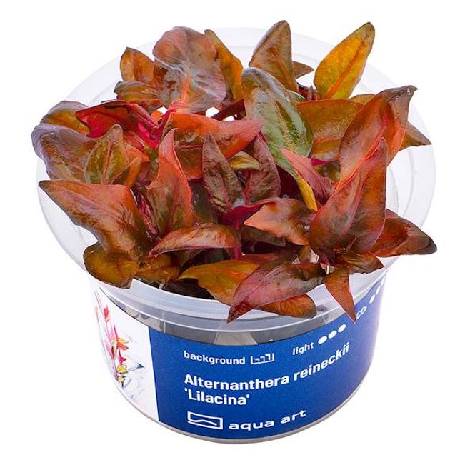 Hovedbilde Aqua Art ALTERNANTHERA REINECKII 'LILACINA' Invitro