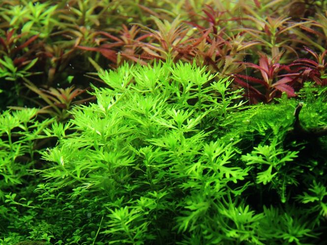 Hovedbilde Hottonia palustris 1-2 Grow