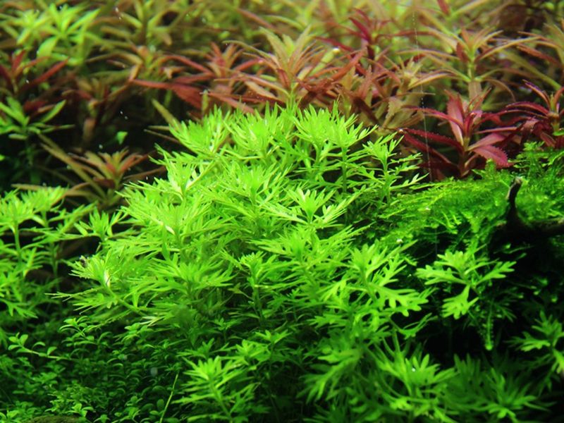 Hottonia palustris 1-2 Grow
