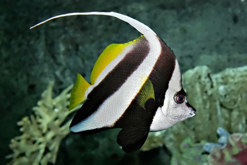 Langfinnet vimpelfisk Heniochus acuminatus