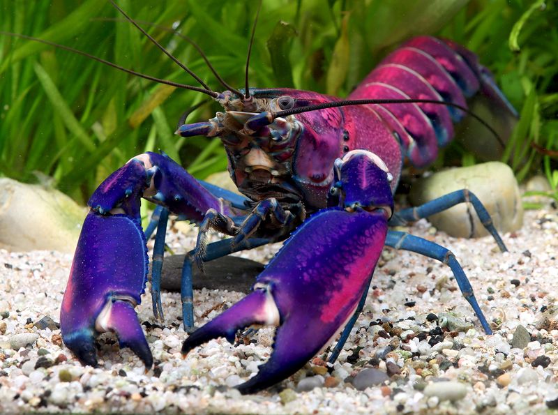 Cherax sp. purple snakeskin tricolor