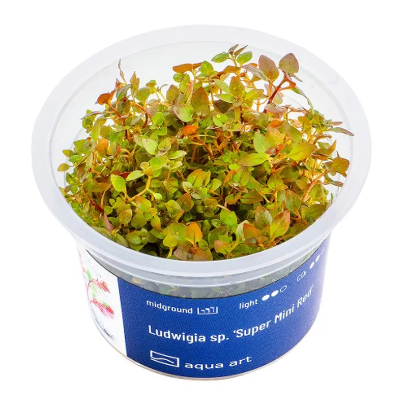 Aqua-Art Invitro Ludwigia sp.'Super Mini Red'