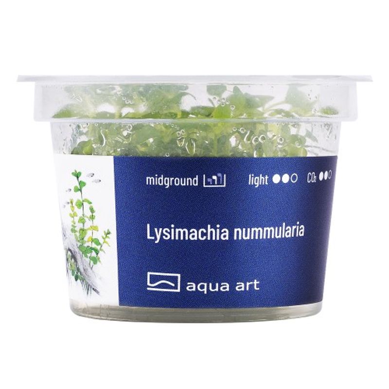 Aqua-Art Invitro Lysimachia nummularia
