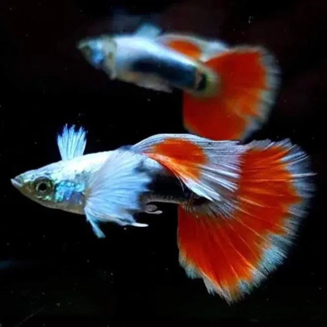 Hovedbilde Poecillia Reticulata Santa Claus Dumbo Hanner