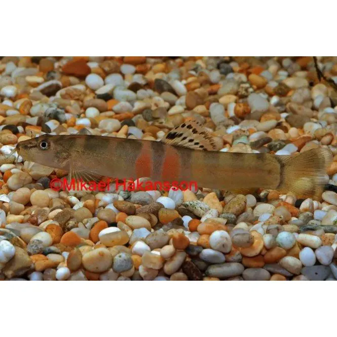 Hovedbilde Schistura balteata / Sumo Loach