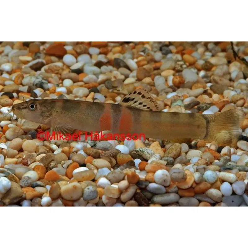 Schistura balteata / Sumo Loach