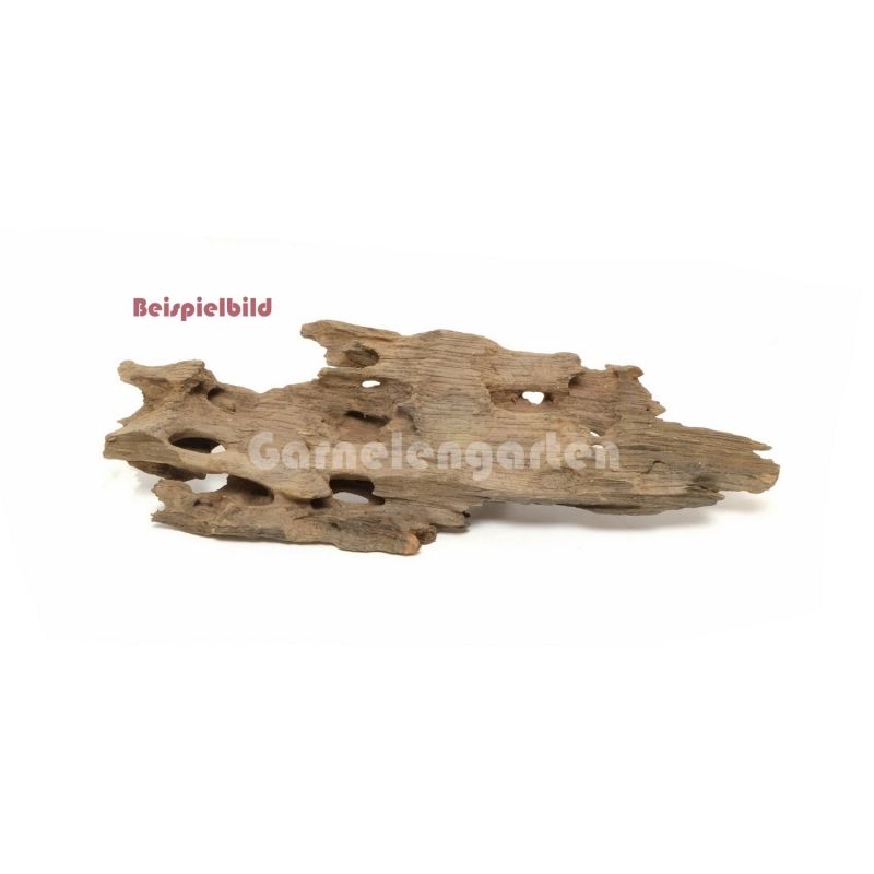 Dragon Wood Medium 