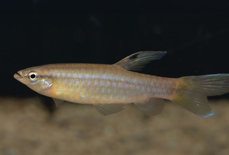 Pyrrhulina australis VF