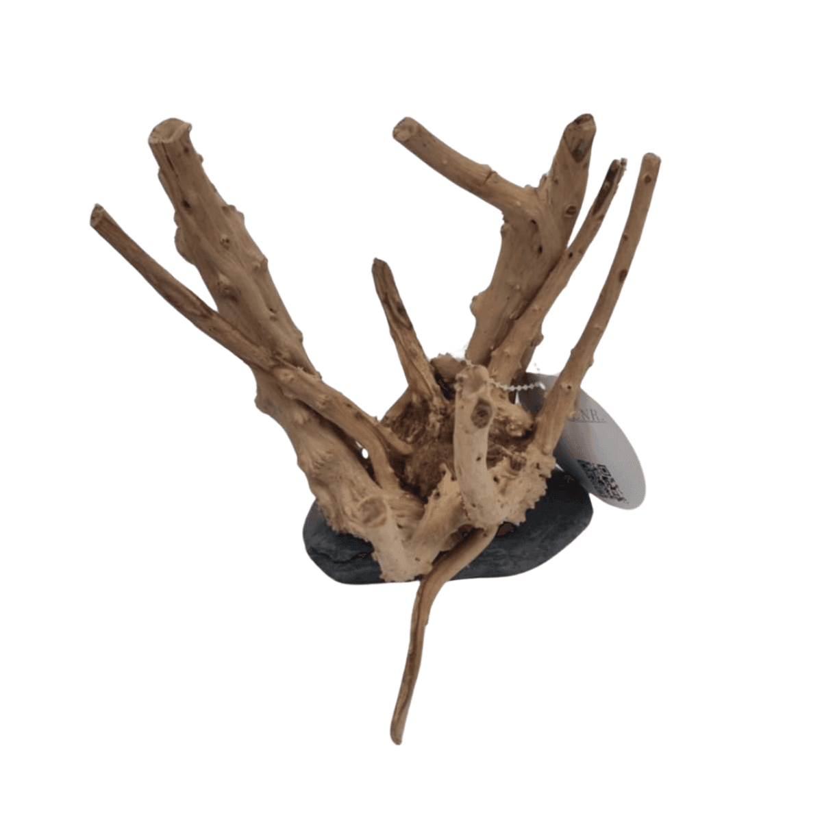 AB SPIDER GOLD COMPACT - Small 15-20cm