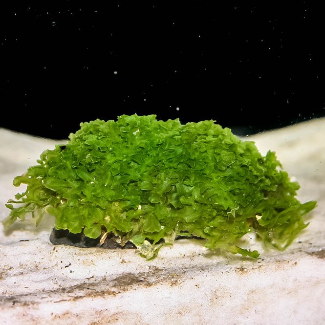 Hovedbilde Monosolenium tenerum Invitro