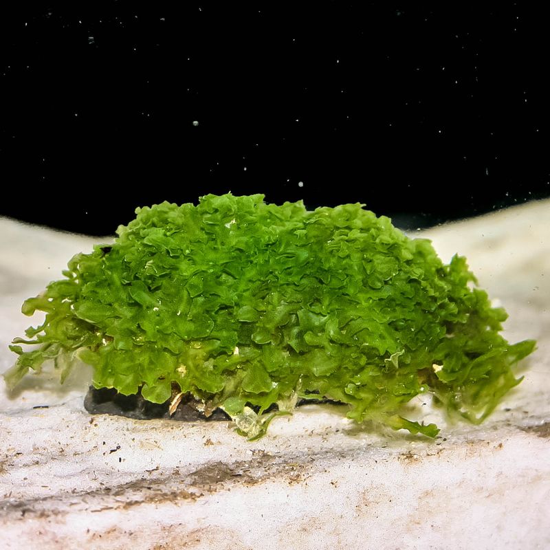 Monosolenium tenerum Invitro