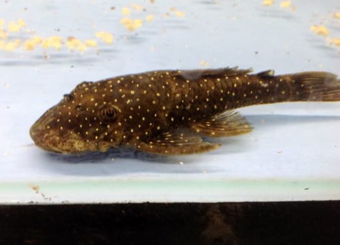 Hovedbilde L-032 Ancistrus  VF 8-10cm 