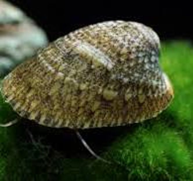 Hovedbilde Abalone Snegle
